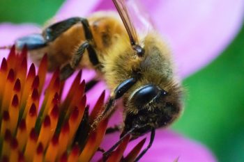 A bee on a flower.